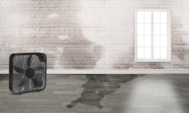 Best Local water damage restoration  in Cuero, TX
